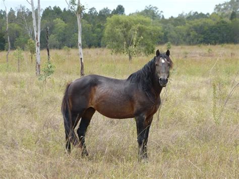 Waler pony.  *FREE* shipping on qualifying offers.  Developed initially from a diverse mix o...