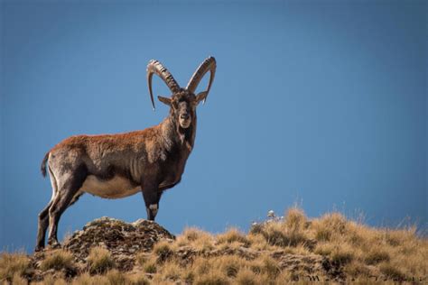Walia ethiopian. Walia ibex The endangered walia ibex can only be found in the national park. In order to help grow the population of these animals, and other species that live in the area, the Ethiopian ... 