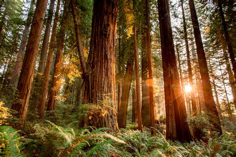 Walk on the Wild Side: Birding and wildlife watching in California’s coastal redwood forest