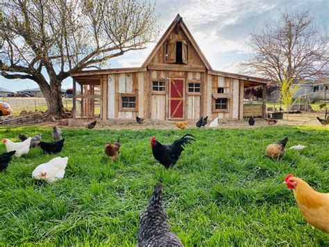 Walk-in Chicken Coops: 3 Top-rated Coop Kits and Plans For Easy Acce…