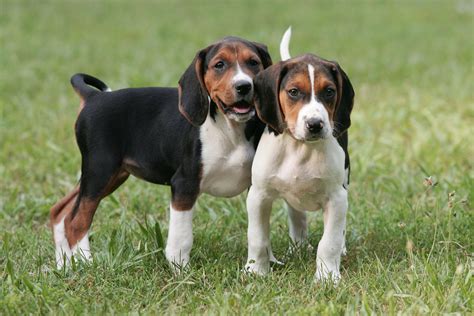 Walker hound puppies. Training Techniques for Bluetick Coonhounds. The foundational commands - "sit," "stay," and "come" - are paramount. Employing consistency and positive reinforcement paves the way for successful obedience training. Given their inherent prey drive, mastering leash control with Bluetick Coonhounds is essential. 