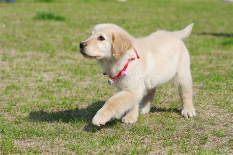 Walking Golden Retriever Puppy