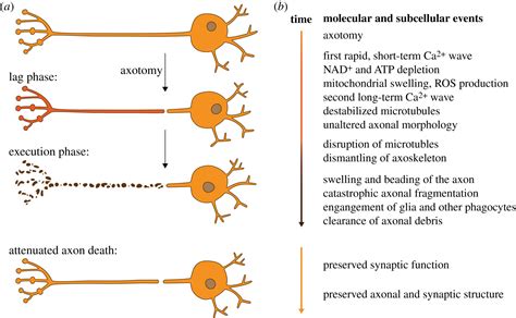 Wallerian degeneration: an emerging axon death pathway linking …