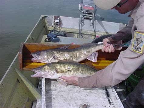 Walleye / Fishing Forecast / Fishing / KDWP - KDWP