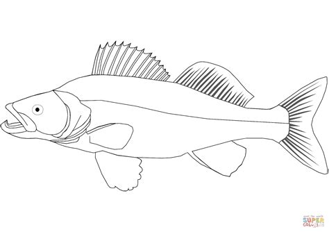 Walleye Coloring Page