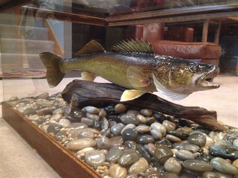 Walleye mount ideas. Things To Know About Walleye mount ideas. 