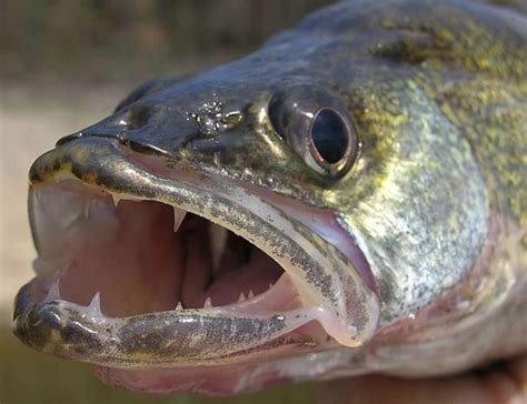 The walleye is a freshwater fish in the perch family that is a popular and commonly-stocked game fish. Walleye are long and thin, primarily gold and olive in color, with a white belly. The back is crossed with five or more black bands. They have two dorsal fins—one spiny and one soft-rayed. The walleye's mouth is large with sharp teeth, and .... 