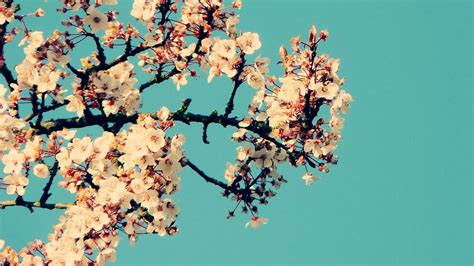 Wallpapers 1920x1080 pinterest. com/ui/host/","lmsGuestPassAuth...