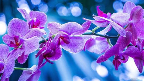 Wallpapers Orchid