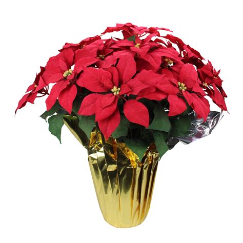 Walmart christmas flowers. Sympathy Silks Artificial Cemetery Flowers 24" Christmas Red/Gold Poinsettias for a Cemetery Vase. 5. $ 4499. Sympathy Silks Artificial Cemetery Flowers 24" Red White Poinsettias with Pinecones. 2. $ 5499. Sympathy Silks 30" Artificial Christmas Tree on 30" easel, Green. 2. $ 4499. 