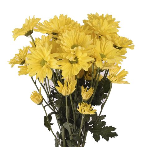 Walmart fresh flowers. Things To Know About Walmart fresh flowers. 
