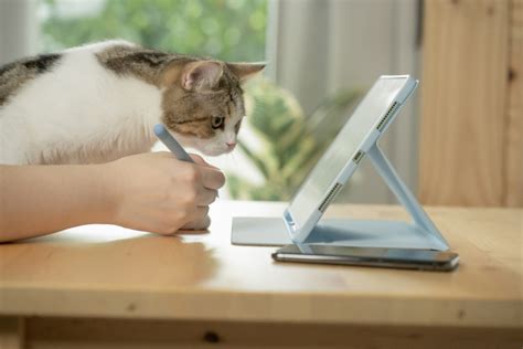 Walmart is offering virtual vet visits -- for free!