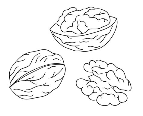 Walnut Coloring