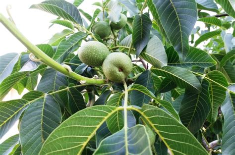 Walnut Tree Fertilizer Requirements - Wikifarmer