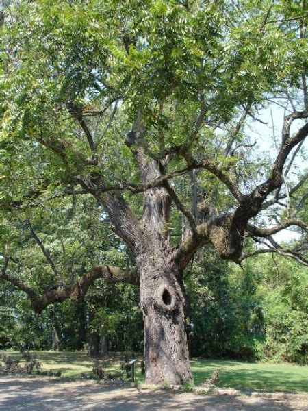 Walnut Trees Photos and Premium High Res Pictures - Getty Images