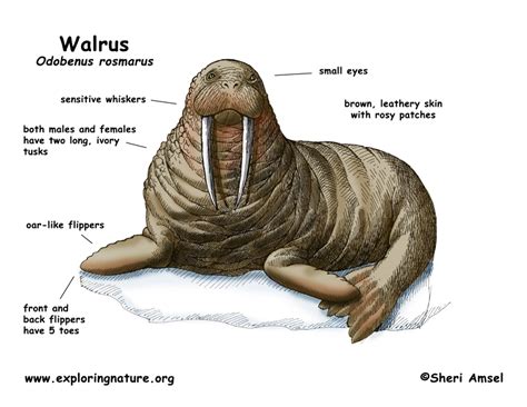 Walrus biography examples
