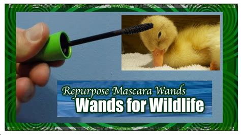 Wands for wildlife. Today, Wands for Wildlife receives countless recycled wands from individuals, community groups, schools, salons, scouts, manufacturers—even the makeup department of NBC’s hit TV series, The Blacklist! While the wands were initially used to remove larvae from the fur and feathers of wild animals, Appalachian Wildlife Refuge … 