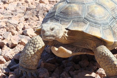 Want a native California tortoise for a pet? Adoption is the only legal way