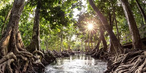 Want to Plant Mangroves in the Philippines? There’s a Partnership …