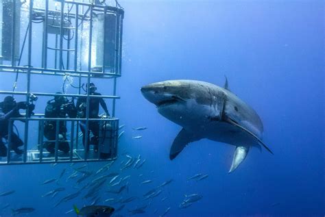 Want to cage dive with sharks? There’s a new expedition at a great white shark hotspot in the Atlantic