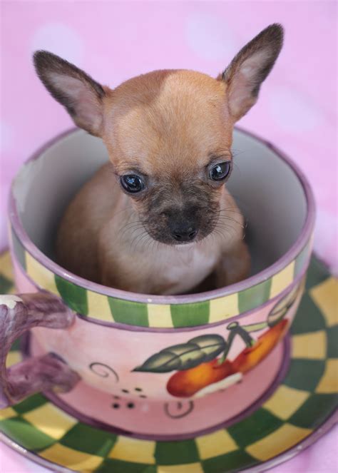 Want to get notified about new arrivals? Sign Up for alerts! Welcome to our Teacup Chihuahua Puppies for Sale page