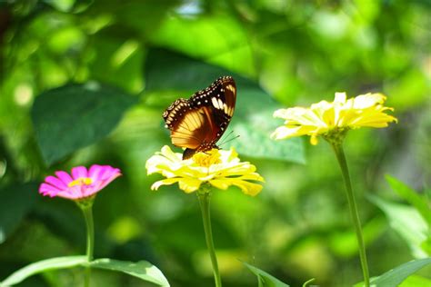 Want to help pollinators this spring? Expert suggests these tips