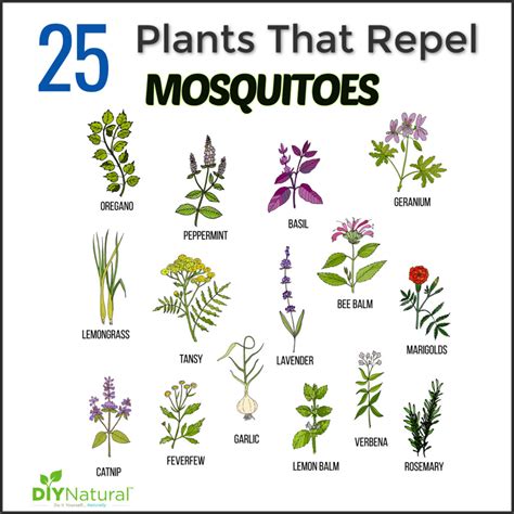 Want to repel mosquitoes? Don