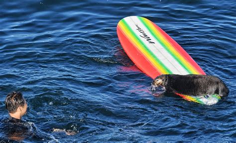 Wanted: Authorities on the lookout for adorable surfboard-hijacking sea otter menacing Santa Cruz surfers