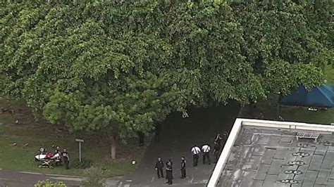 Wanted man flees from BSO and climbs tree in Dania Beach, attempting to escape