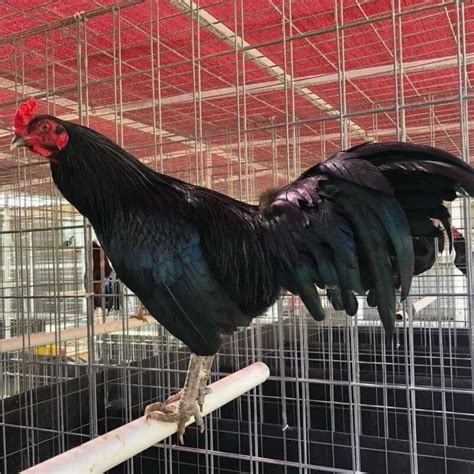1 views, 0 likes, 0 loves, 0 comments, 0 shares, Facebook Watch Videos from Gamefowls for sale: gamefowl for sale at affordable prices inbox now for more information Warhorse Gamefowl for sale in...