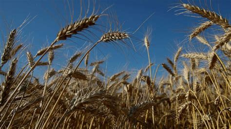 War in Ukraine brings dual crisis to global food supply