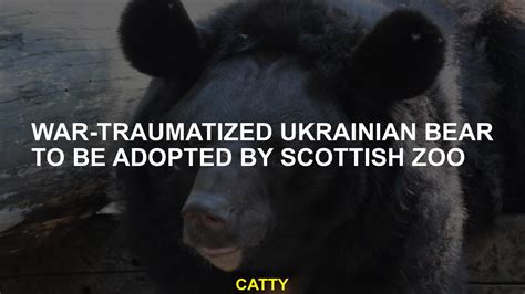 War-traumatized Ukrainian bear to be adopted by Scottish zoo