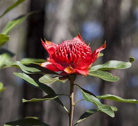 Waratah flower image - stock photos and pictures