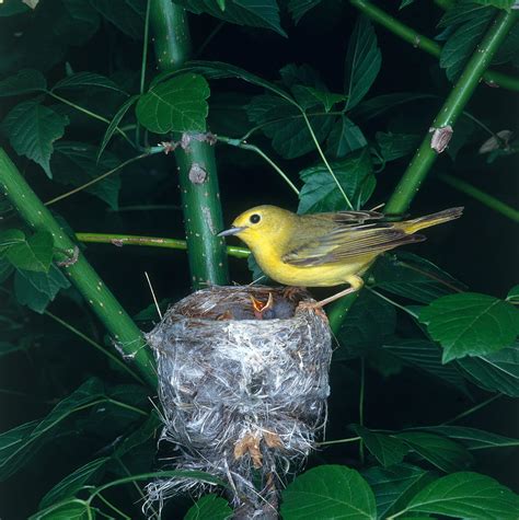 Warblers nest. Things To Know About Warblers nest. 