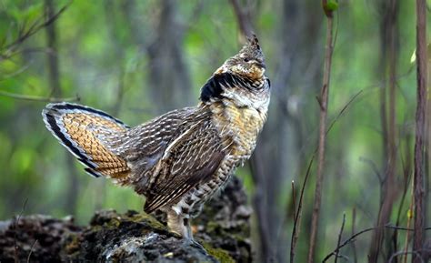Warm, dry summer is good for ruffed grouse