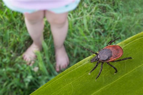 Warmer weather means ticks are back: How to prevent getting bit this spring