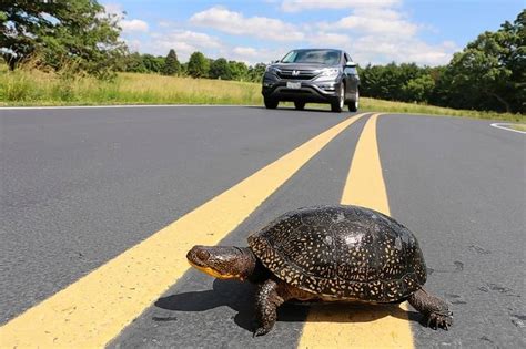 Warning: Drivers beware of turtles crossing on highways