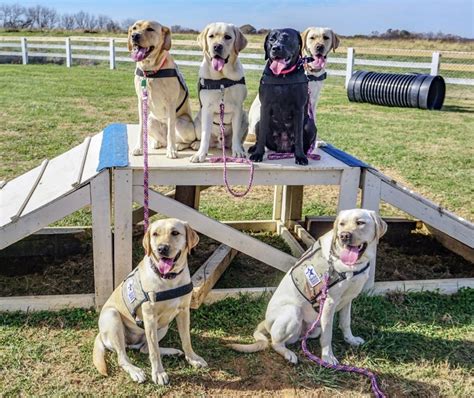 Warrior canine connection. Watch the Nursery at Warrior Canine Connection- LIVEMeet the latest litter of puppies at Warrior Canine Connection, a Maryland nonprofit that provides servic... 
