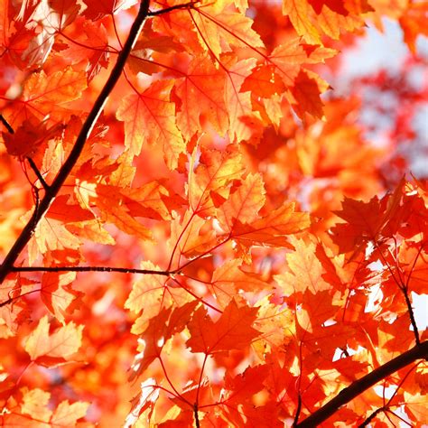 Warum färben sich im Herbst die Blätter bunt?