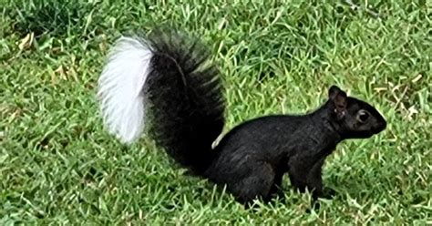 Was a 'skunk-squirrel' spotted in Ohio?