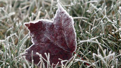 Was there a frost last night. Gardening. 2024 First and Last Frost Dates. See 2024 Frost Dates for Your Location. What are the 2024 Frost Dates? A frost date is the average date of the last light freeze in … 