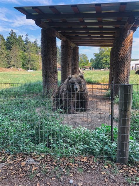 Washington - Olympic Game Farm: Feed Llamas from …