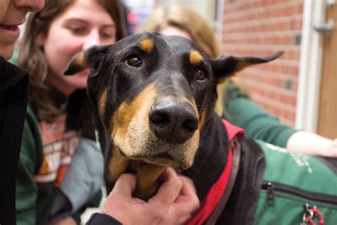 Washington University hires new therapy dogs to bring comfort on campus