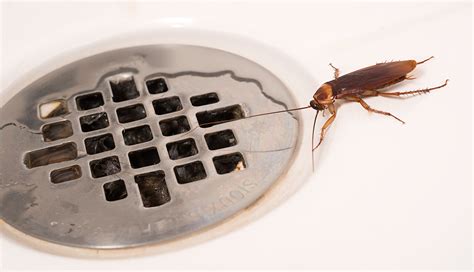 Washroom bugs. By far the most common black bugs found in the bathroom are drain flies, but there are a couple of other possible culprits. Here is how to identify them: Are they dangerous? The … 