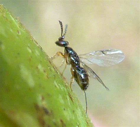 Wasp emergence from the figs of Ficus sur: Characteristics and ...