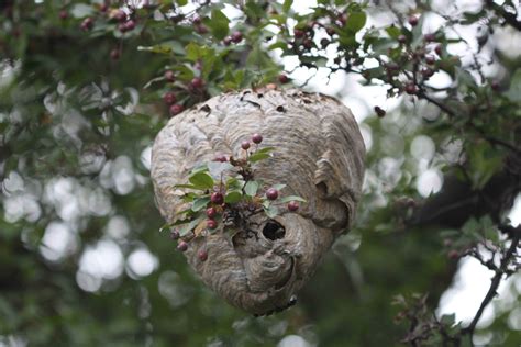 Wasp nest in tree. The baldfaced hornet is a social wasp that constructs the familiar large, gray, paper nests attached to a tree branch, shrub, utility pole or house. 