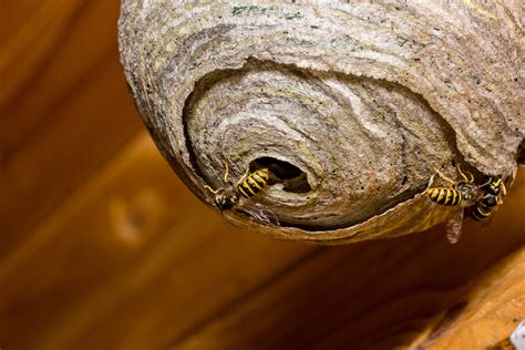 Wasp nest removal. Aug 8, 2022 · Learn how to identify different types of wasps, when and where they build nests, and how to safely remove them without getting stung. Find out the best methods … 