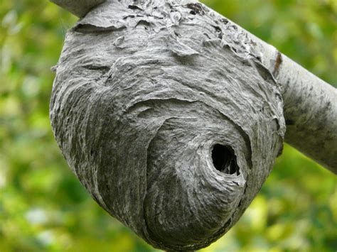 Wasp nest removal near me. Here is a breakdown of our wasp nest removal process: Step 1. We will first get a better understanding of your pest problem by providing a free no obligation quote over the phone so that you have a general understanding our pest elimination process and cost. Step 2. The wasp control process begins with an inspection from our wasp extermination ... 