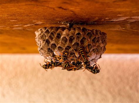 Wasps in house. Wasps, yellow jackets, and hornets are social wasps that work together to build their nests. Mud daubers, a type of solitary wasp, will build their nests by mixing their saliva and with mud. Their nests look like a mound of mud on window sills, or walls, with a hole which is nest entrance. Wasps, despite being stinging insects, are not pests. 