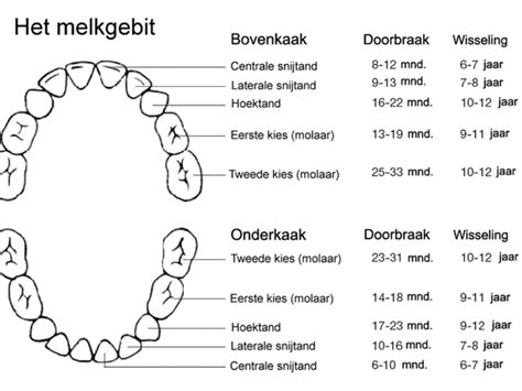 Wat heeft 100 tanden